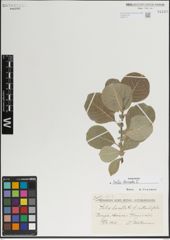 Foto von Salix lanata L.
